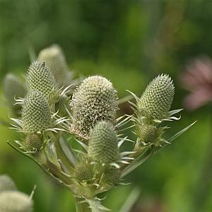Eryngium agavifolium