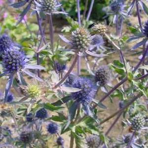 Eryngium planum 'Blauer Zwerg'