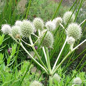 Eryngium yuccifolium