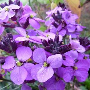 Erysimum 'Bowles' Mauve'