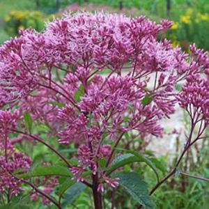 Eupatorium mac. 'Atropurpureum'