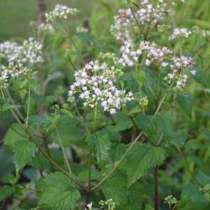 Eupatorium rugosum