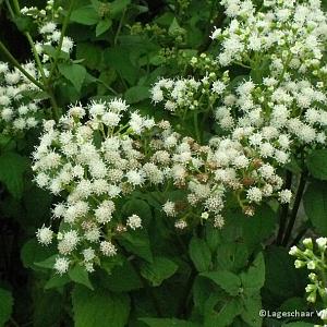 Eupatorium rugosum 'Braunlaub'