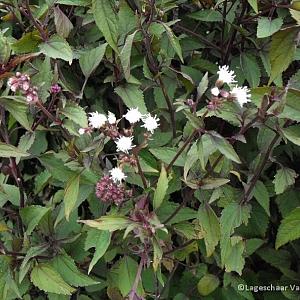 Eupatorium rugosum 'Chocolate'