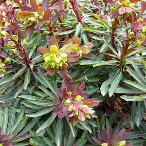 Euphorbia amygdal. 'Purpurea'