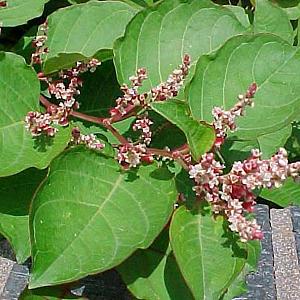 Fallopia japonica compacta