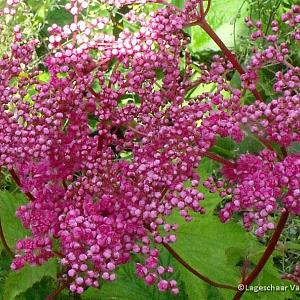 Filipendula purpurea