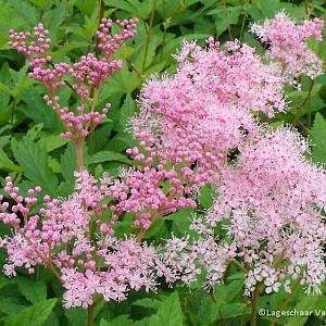 Filipendula rubra 'Venusta'