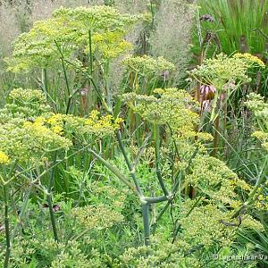 Foeniculum vulgare 'Giant Bronze'