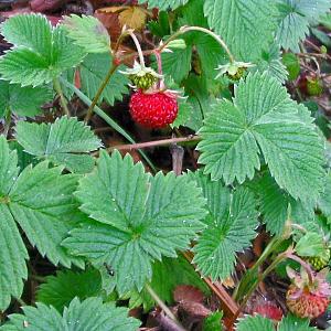 Fragaria vesca