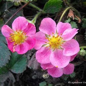 Fragaria 'Frel'