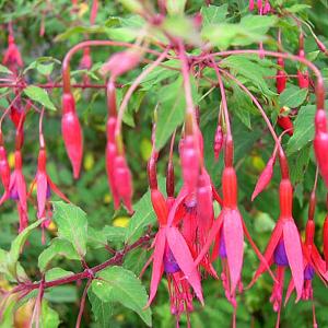 Fuchsia 'Riccartonii'