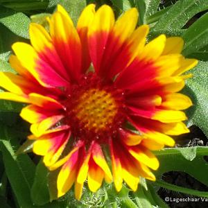 Gaillardia 'Kobold'