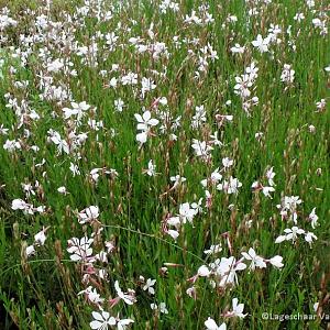 Gaura lindh. 'Whirling Butterflies'