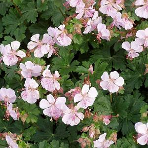 Geranium cantabrig. 'Biokovo'