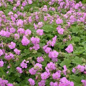 Geranium cantabrig. 'Cambridge'