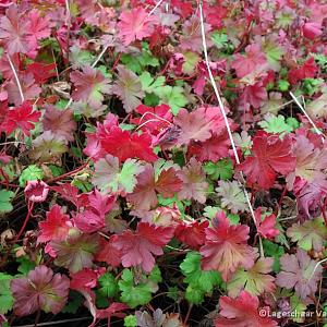 Geranium cantabrig. 'Karmina'