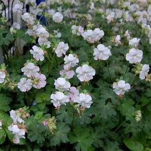 Geranium cantabrig. 'St Ola'