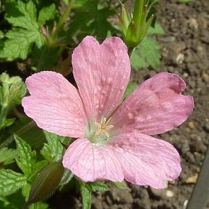 Geranium endressii 'Wargrave Pink'