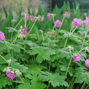 Geranium macr. 'Bevan's Variety'