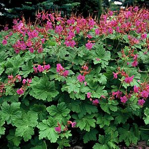 Geranium macr. 'Czakor'