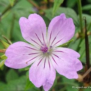 Geranium nodosum