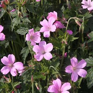 Geranium ox. 'Rose Clair'