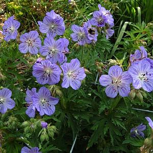 Geranium prat. 'Mrs Kendall Clark'