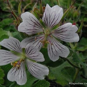 Geranium renardii