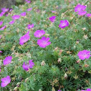 Geranium sanguineum