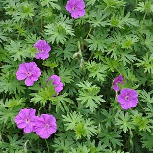 Geranium sang. 'Max Frei'