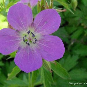 Geranium sylv. 'Mayflower'