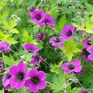 Geranium 'Ann Folkard'