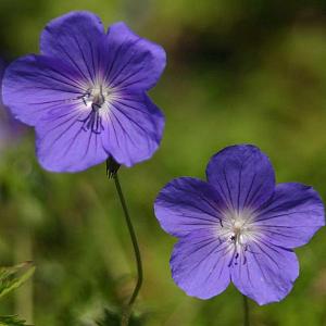 Geranium 'Brookside'