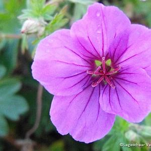 Geranium 'Dilys'