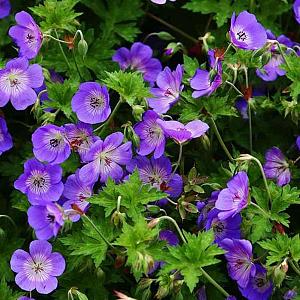 Geranium Rozanne