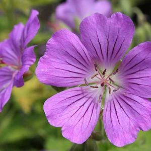 Geranium 'Sirak'