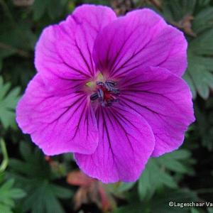 Geranium 'Tiny Monster'