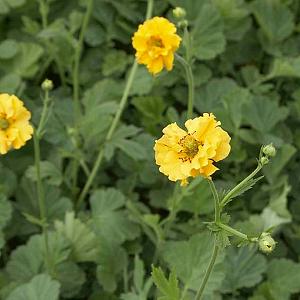 Geum chiloense 'Lady Stratheden'