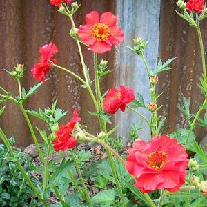 Geum chiloense 'Mrs Bradshaw'