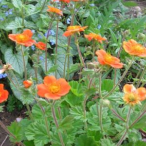 Geum coccineum 'Borisii'