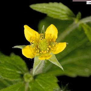 Geum urbanum