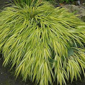 Hakonechloa macra 'Aureola'