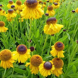 Helenium bigelovii 'The Bishop'