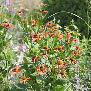 Helenium 'Loysder Wieck'