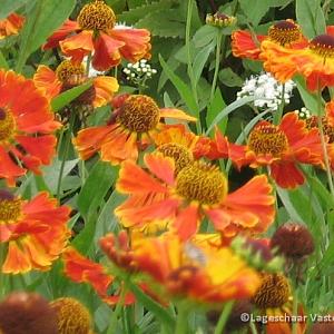 Helenium 'Moerheim Beauty'