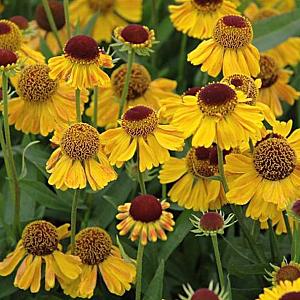 Helenium 'Wyndley'