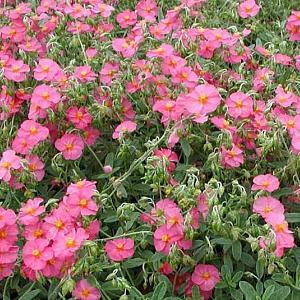 Helianthemum 'Ben Hope'