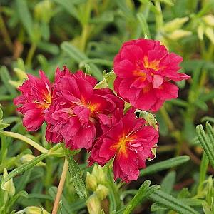 Helianthemum 'Cerise Queen'