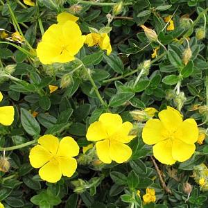 Helianthemum 'Sterntaler'